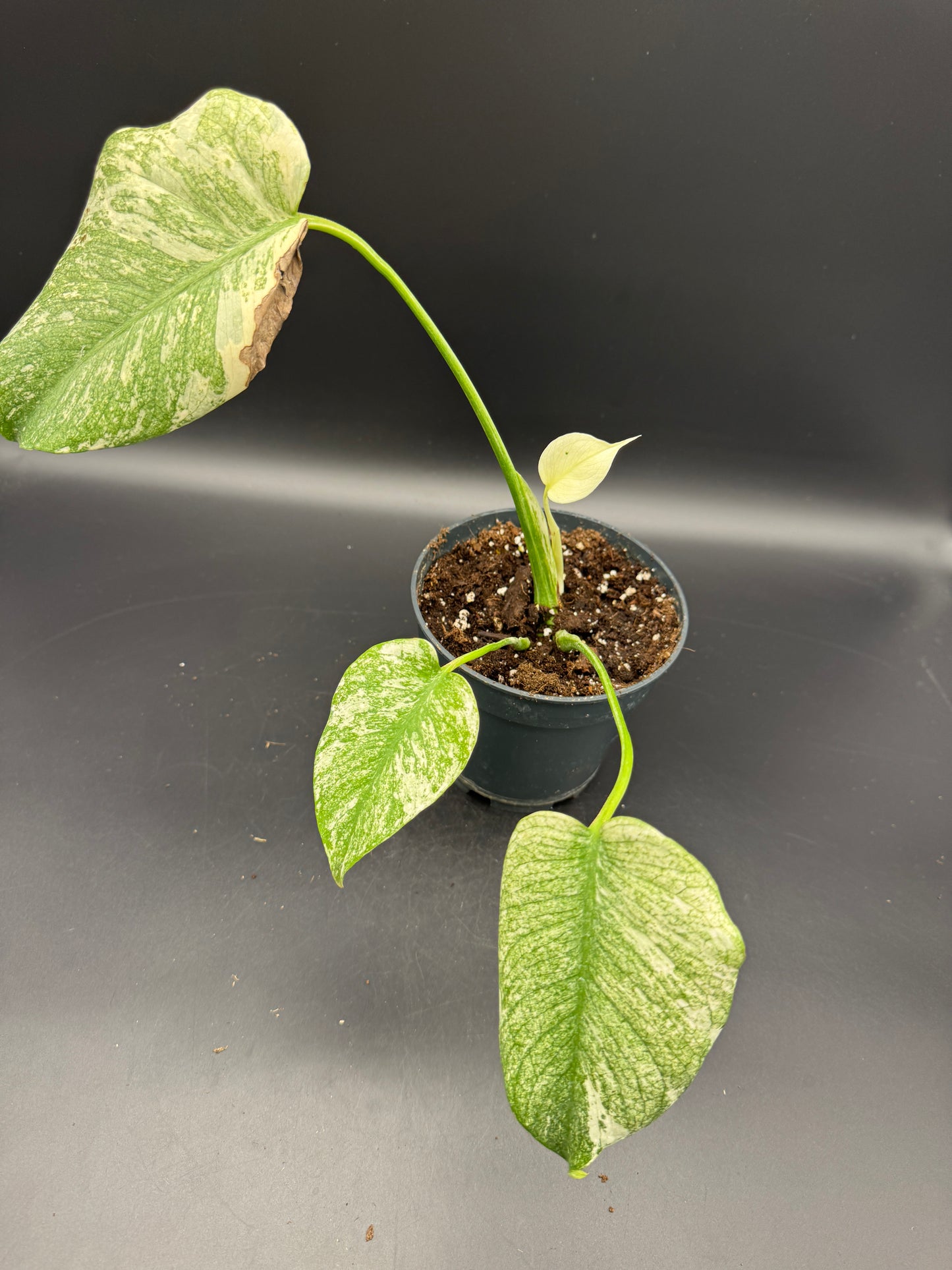 Monstera mint variegata mit Neuaustrieb