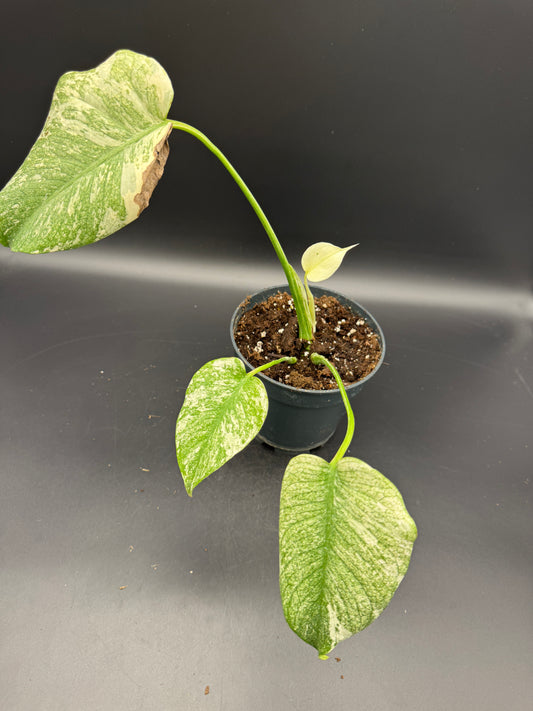 Monstera mint variegata mit Neuaustrieb