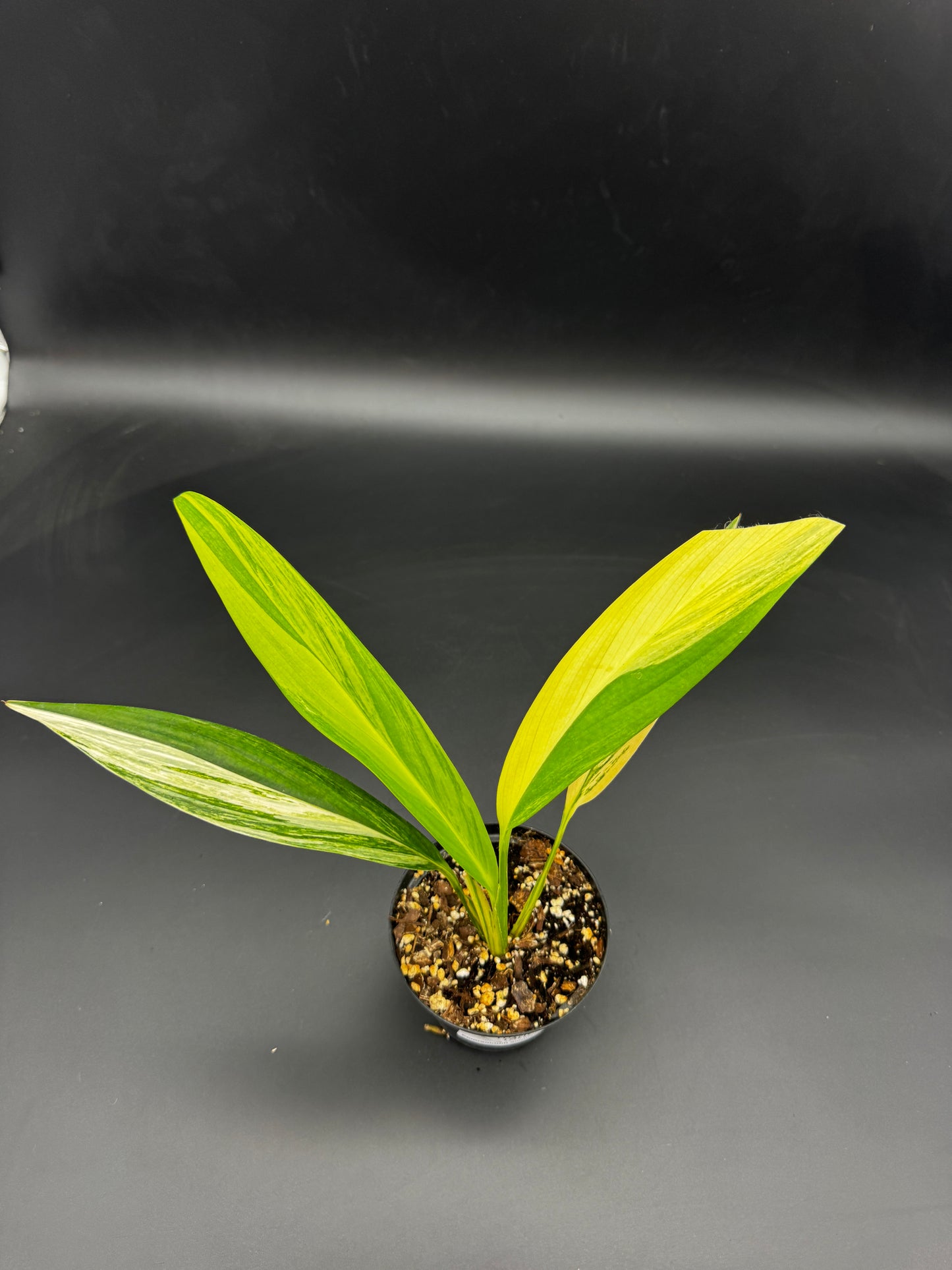 Epipremnum amplissimum Aurea variegata