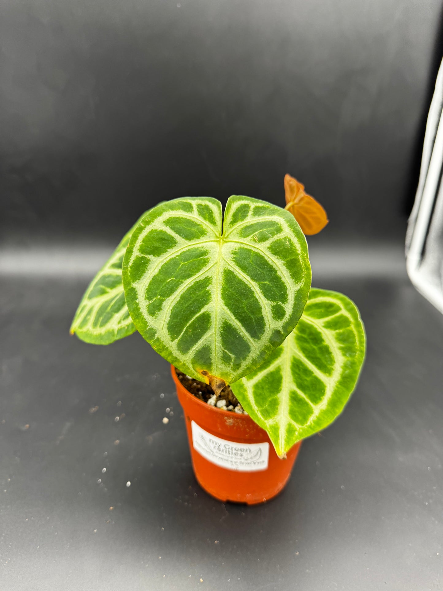 Anthurium crystallinum Silver Blush