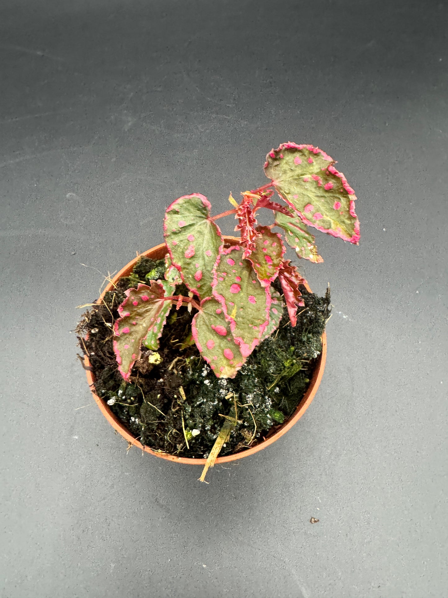 Begonia pink Lady