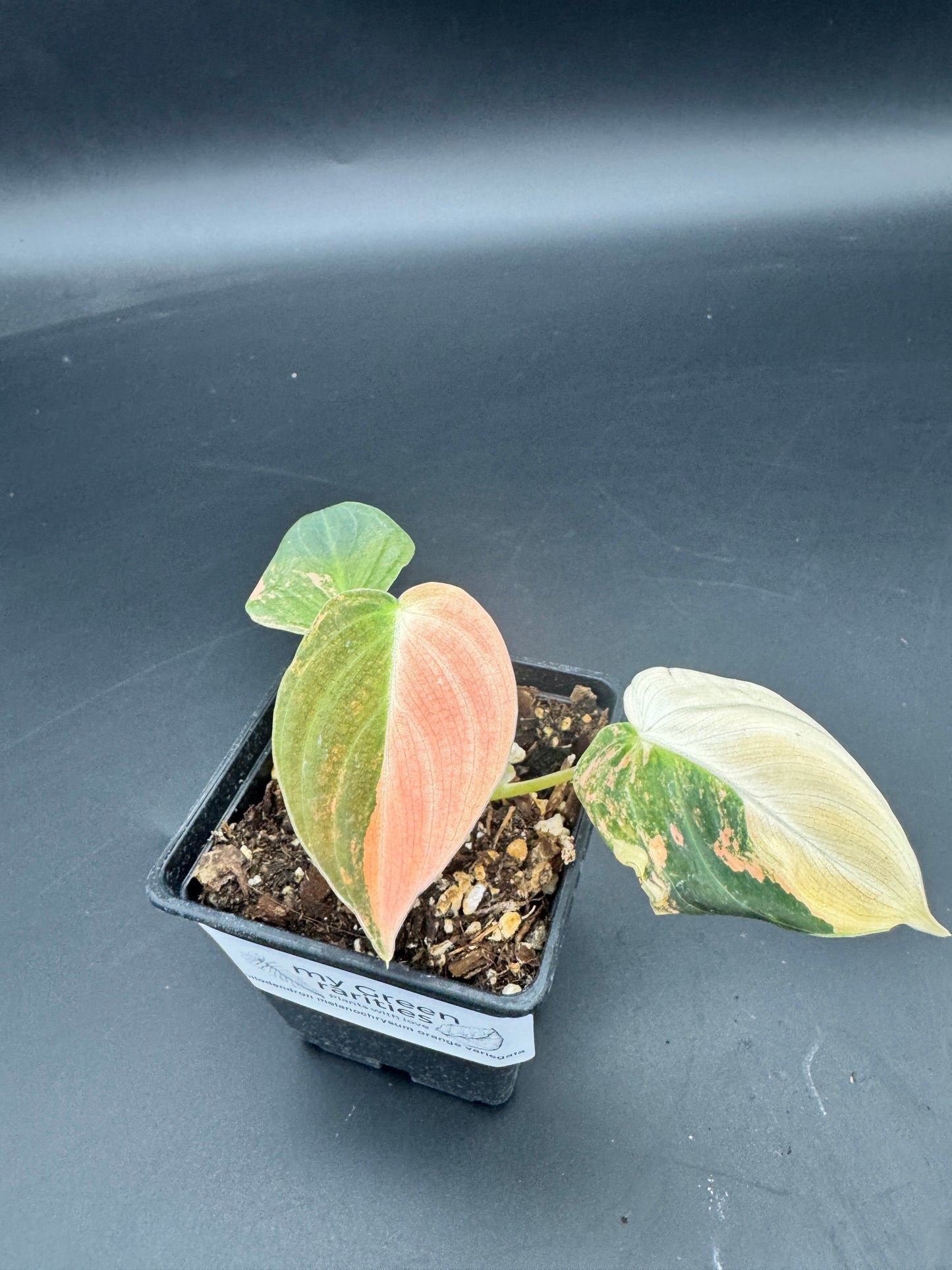 Philodendron melanochrysum orange variegata