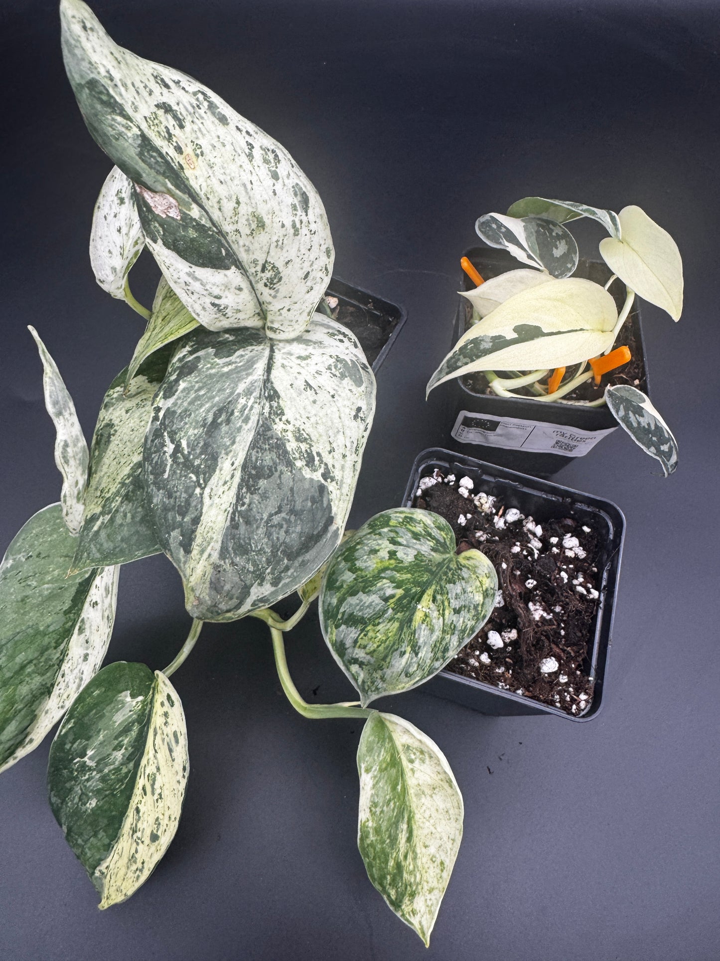 Scindapsus Collector’s Trio