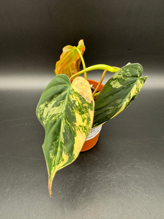 Philodendron micans variegata