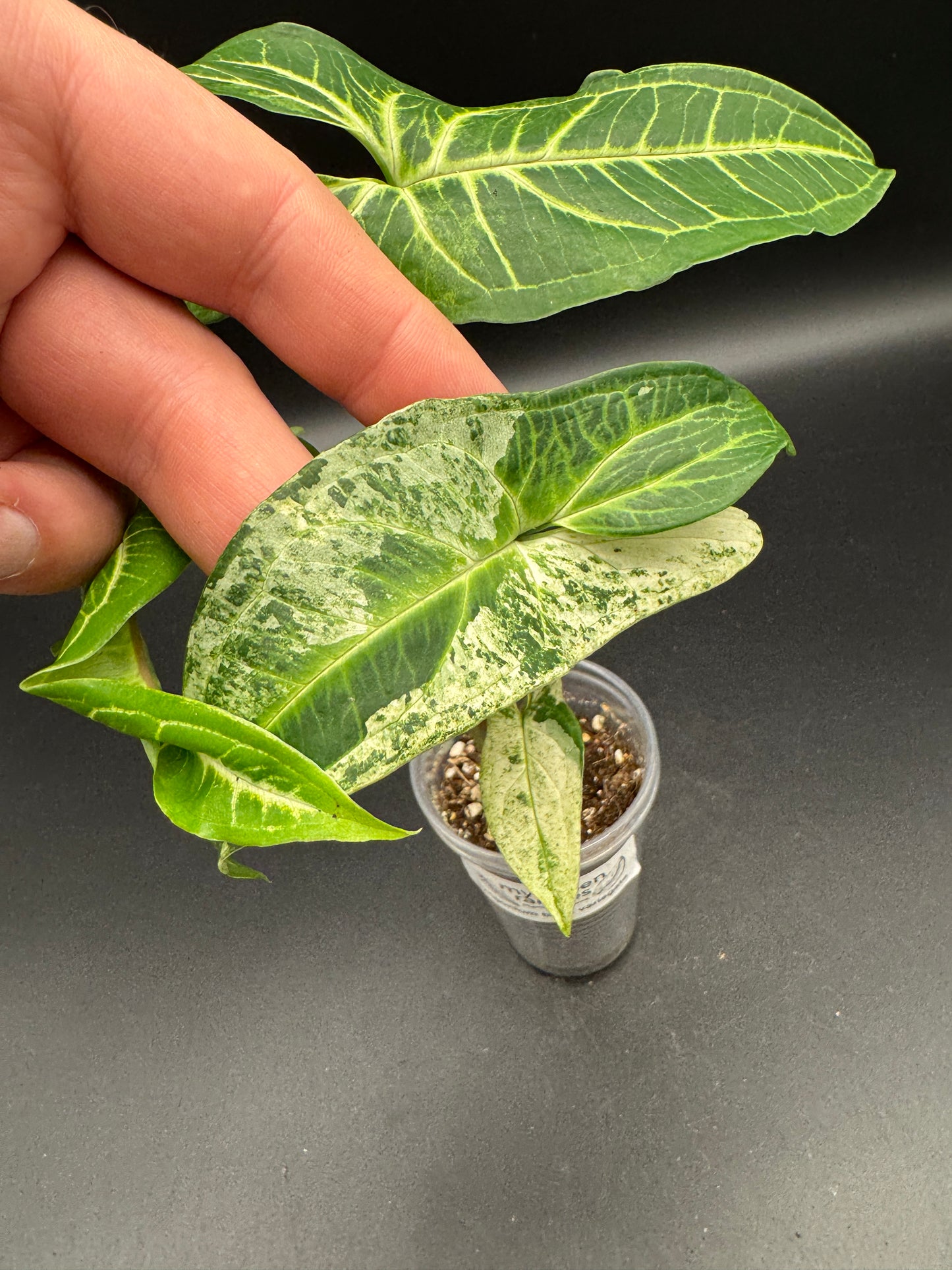 Syngonium batik variegata