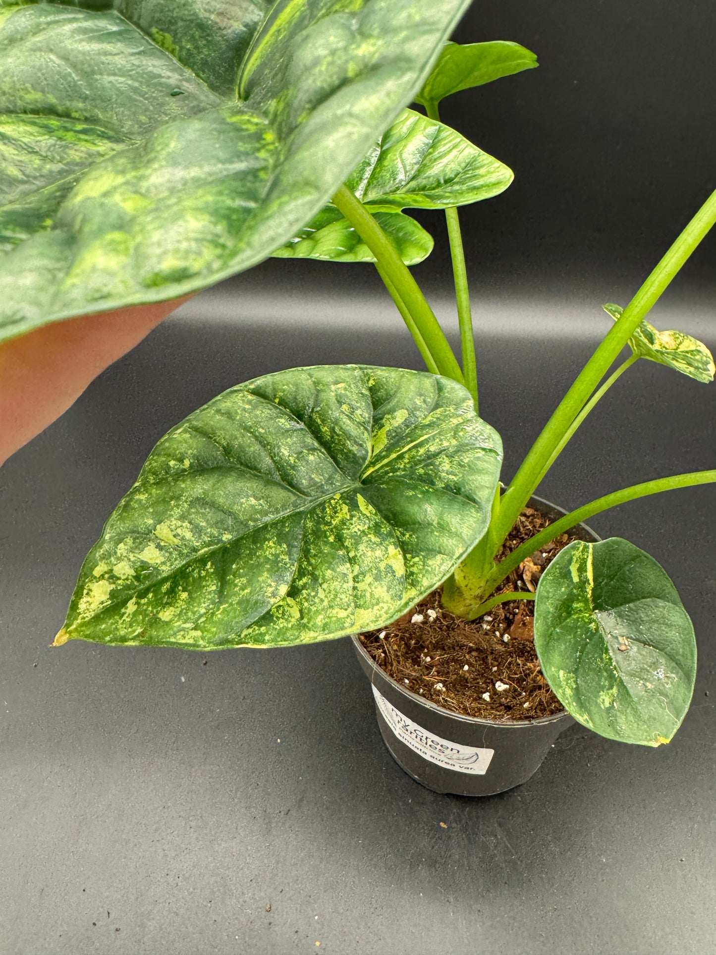 Alocasia sinuata aurea variegata