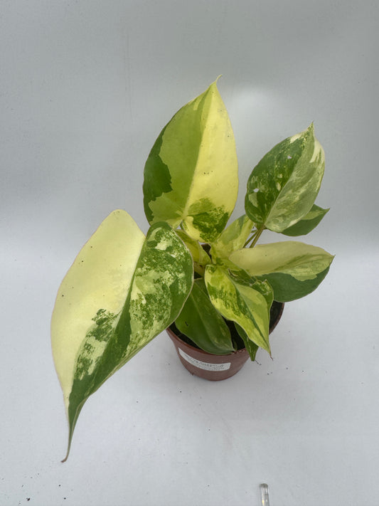 Philodendron burle marx variegata