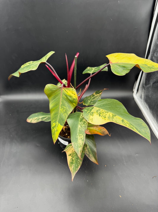 Philodendron strawberry Shake
