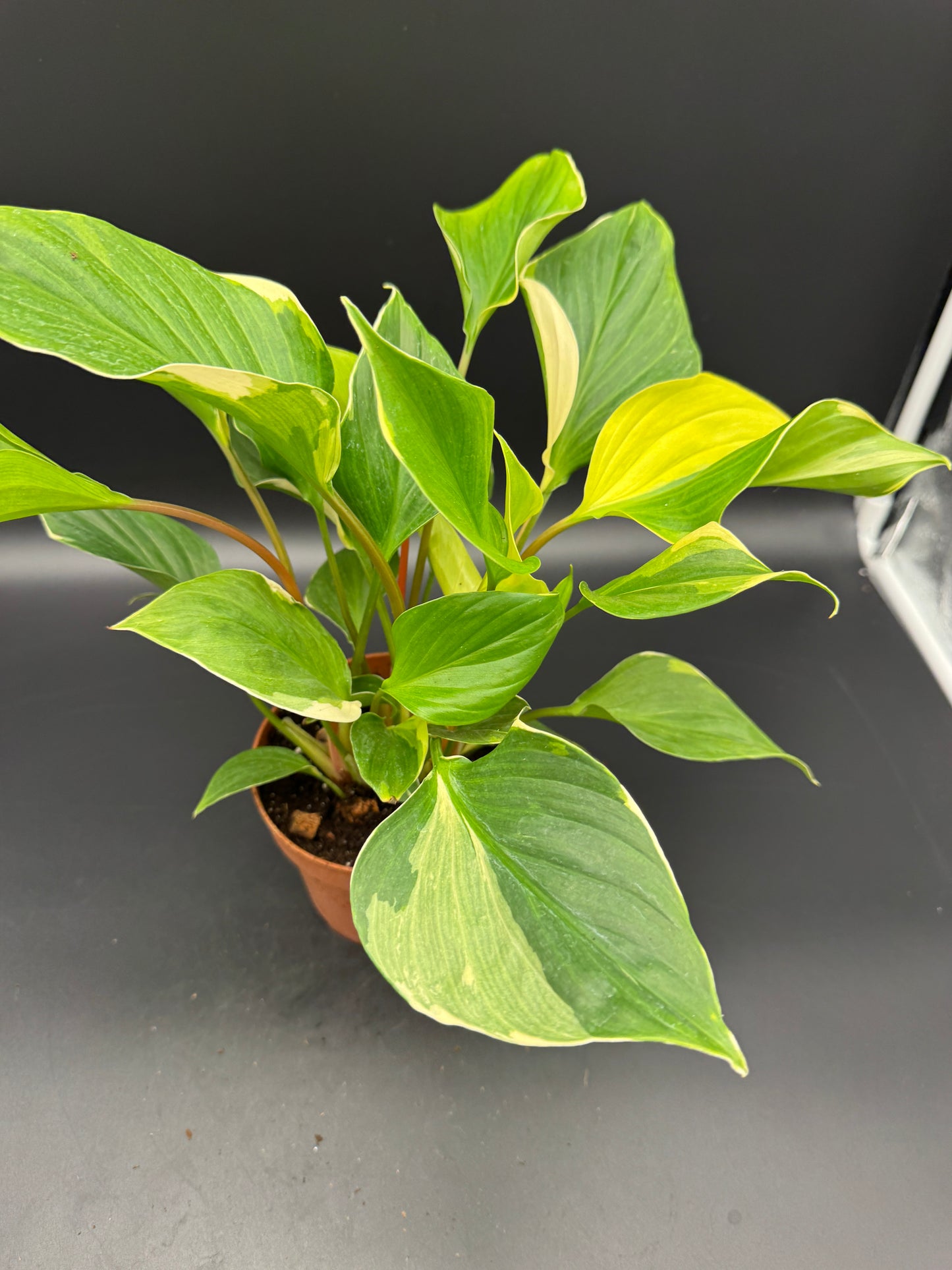 homalomena sunshine gem variegated