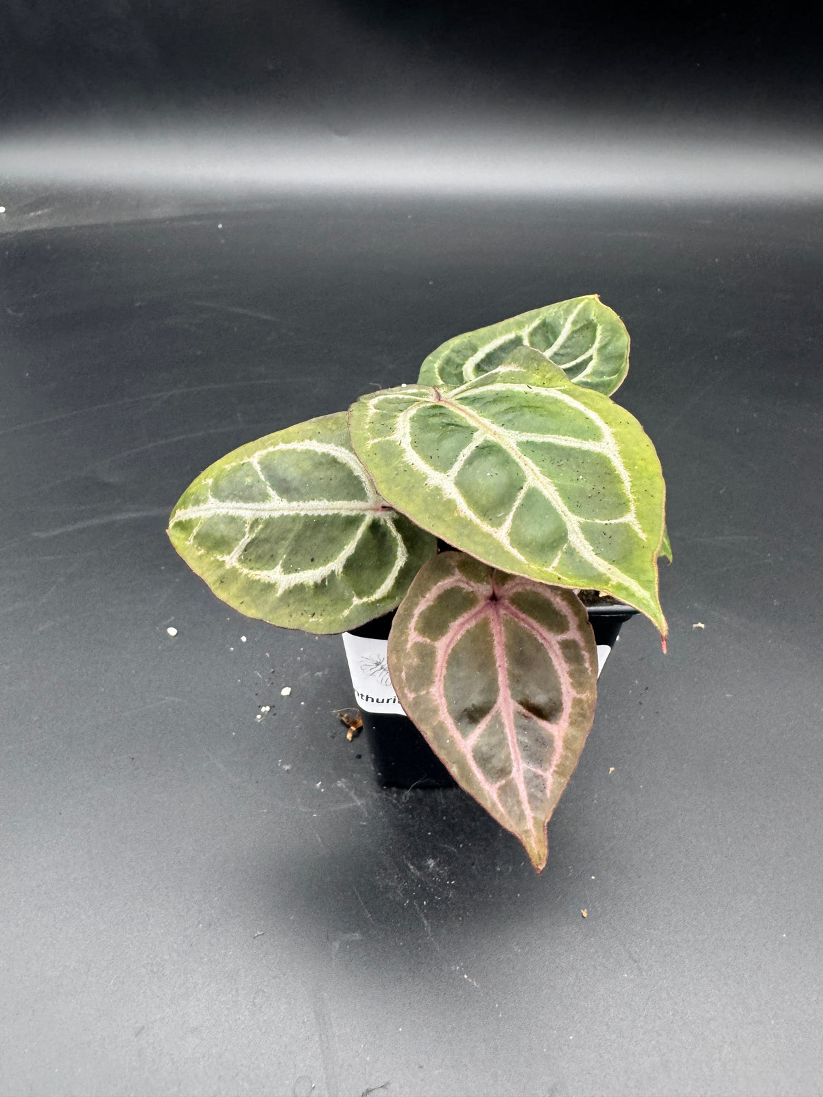 Anthurium Michelle x Michelle