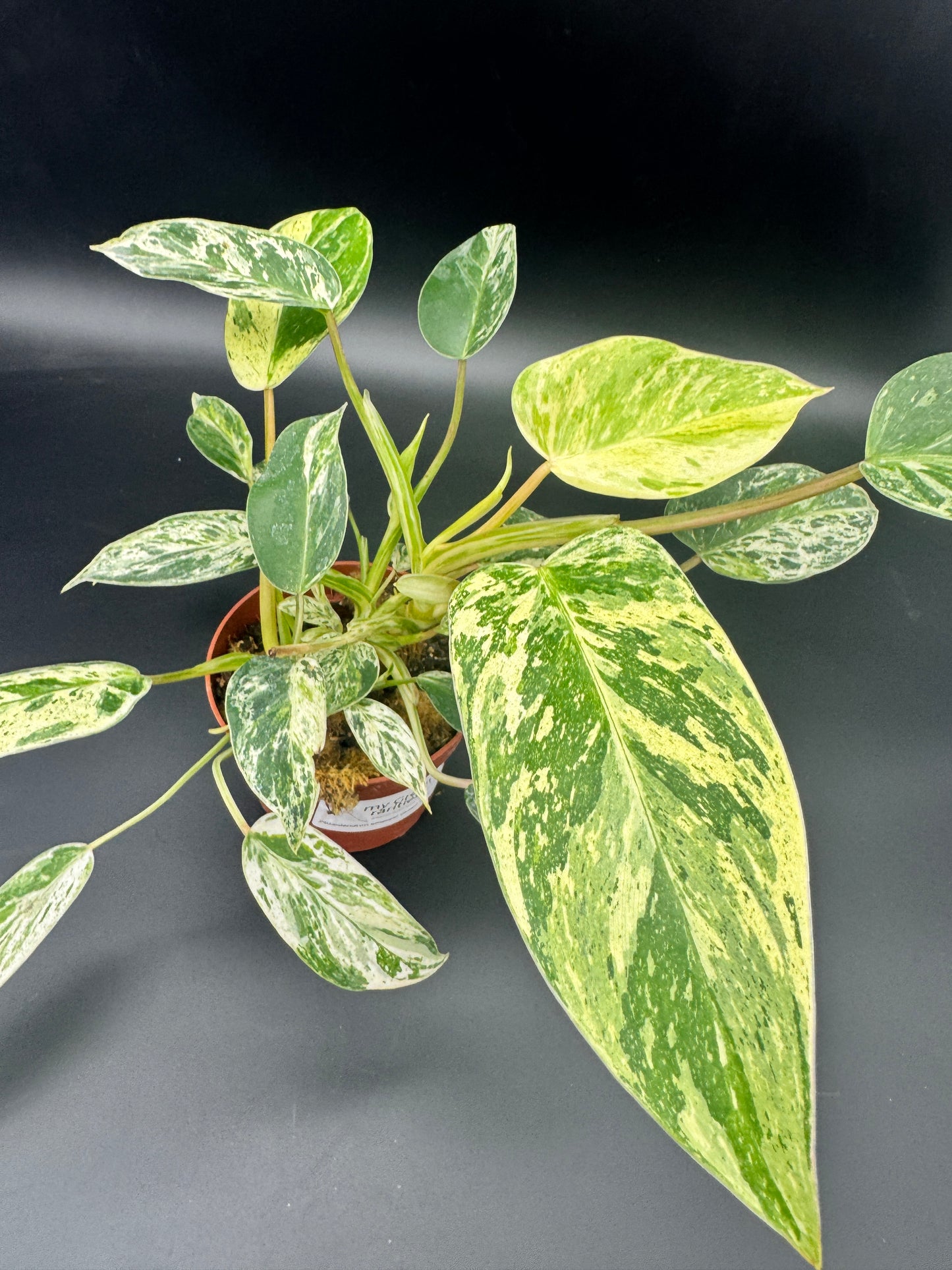 Philodendron Emerald Queen Variegata