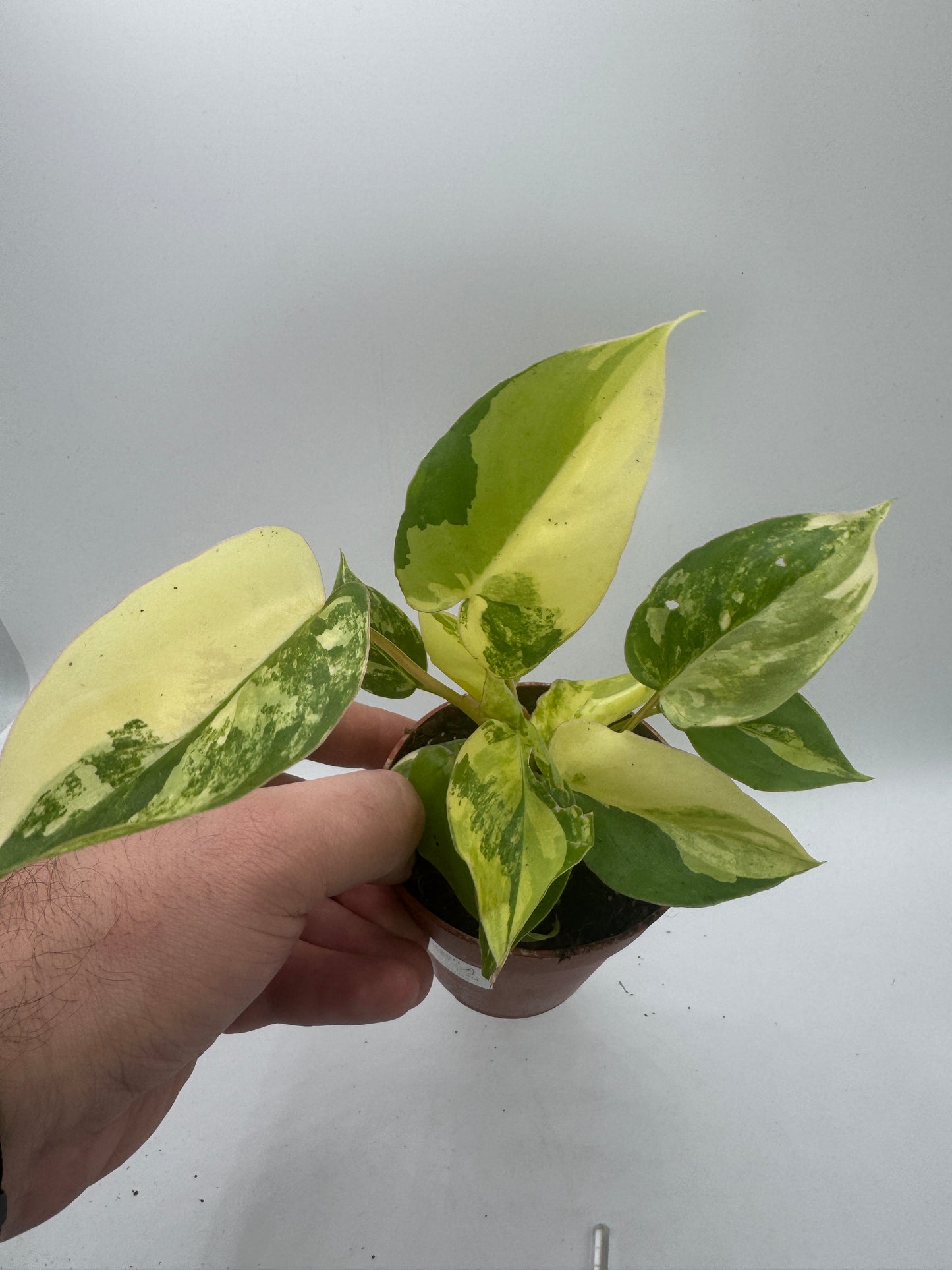 Philodendron burle marx variegata