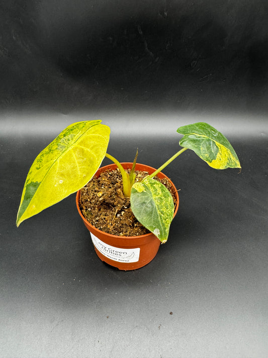 Alocasia Wentii Aurea