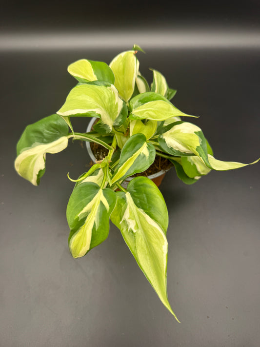Philodendron Cream Splash