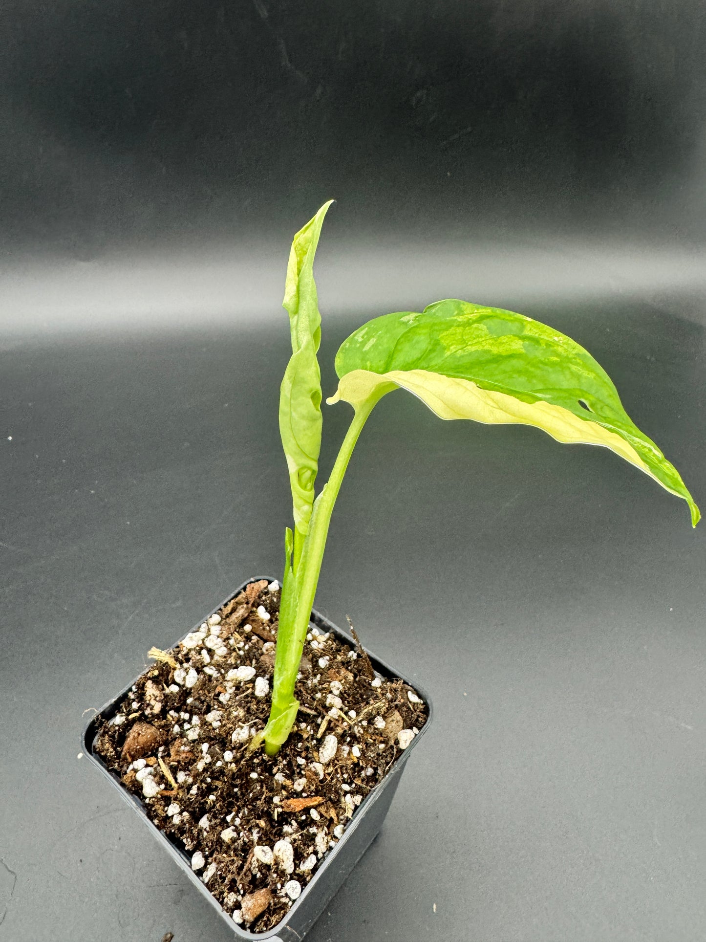Monstera adansonii albo variegata