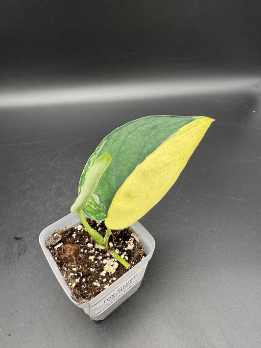 Scindapsus Jade Satin Aurea variegata