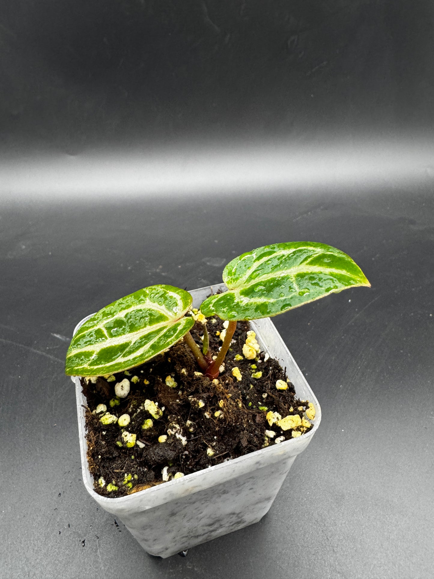 Anthurium Michelle x Michelle