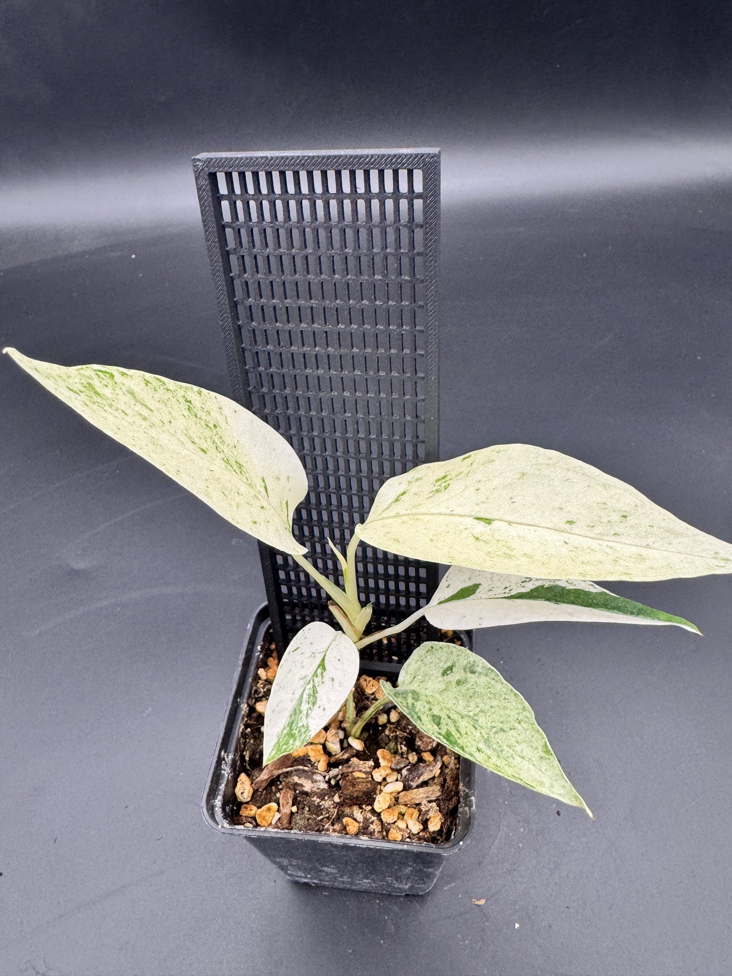 Epipremnum pinnatum cebu Blue Marble variegata