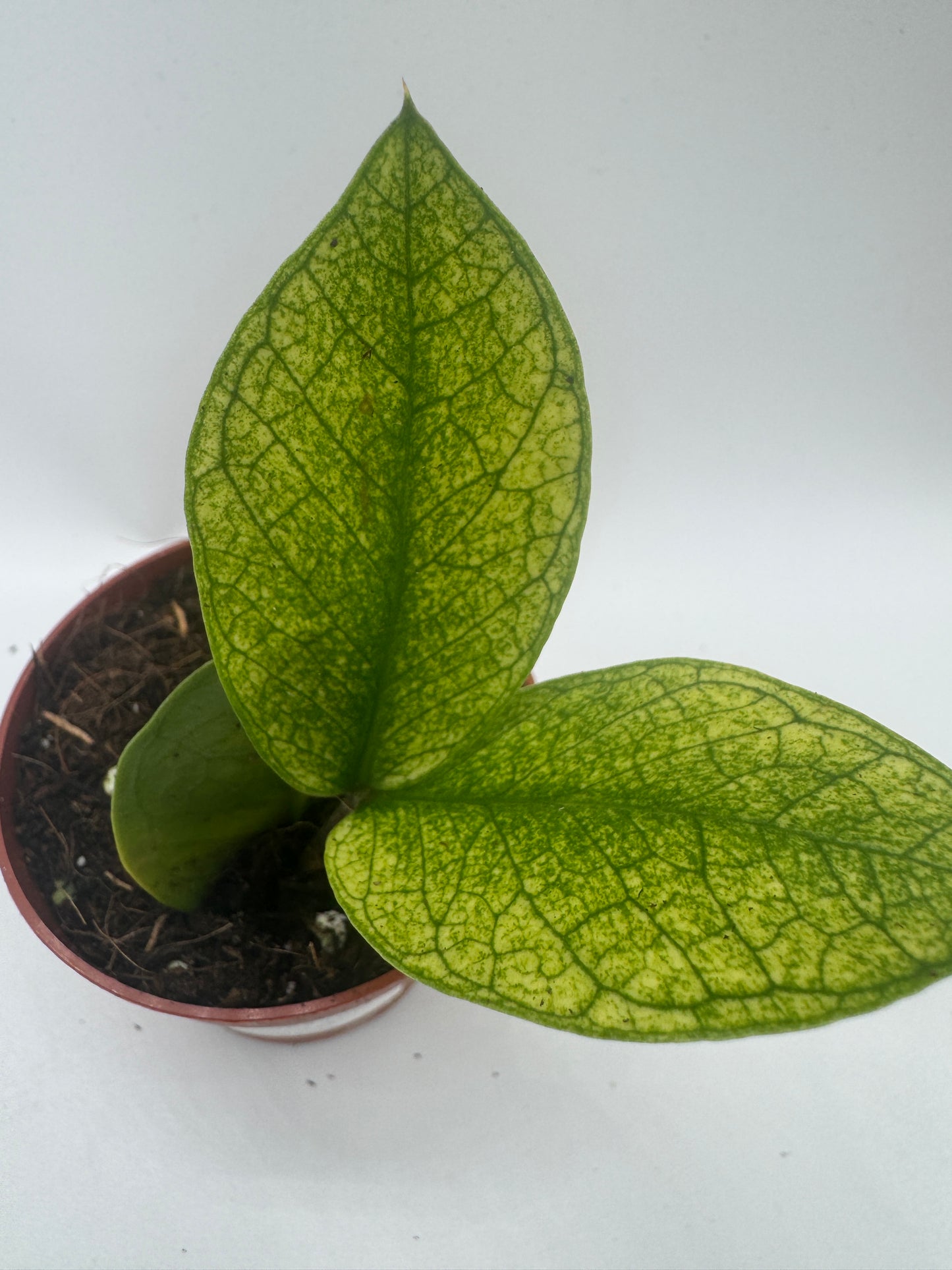 Zamioculcas chameleon