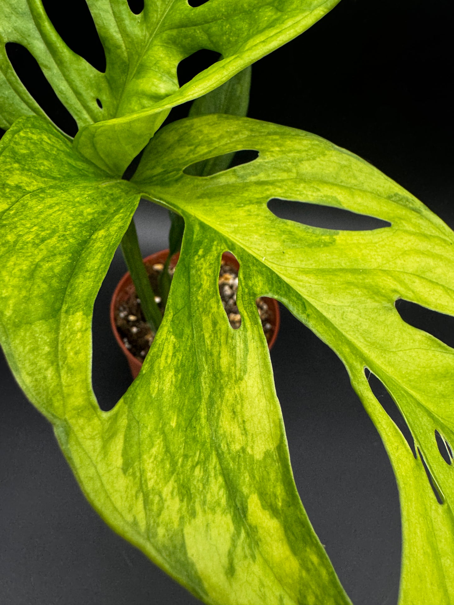 Monstera Adansonii Aurea