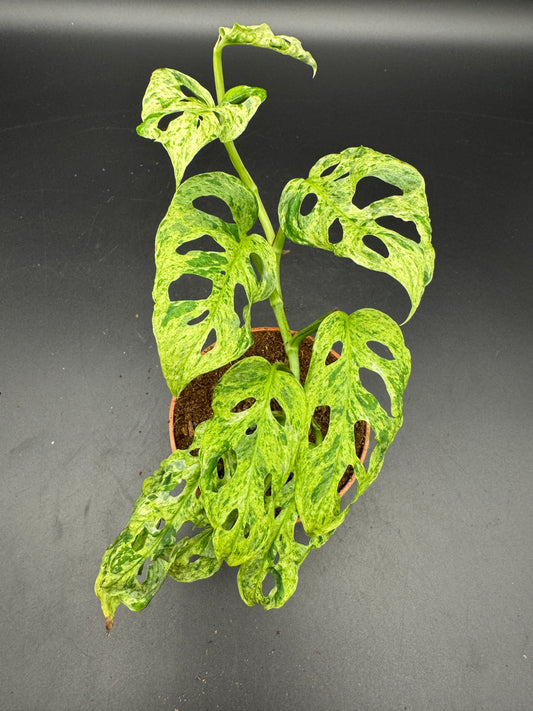 Monstera adansonii Frozen freckles