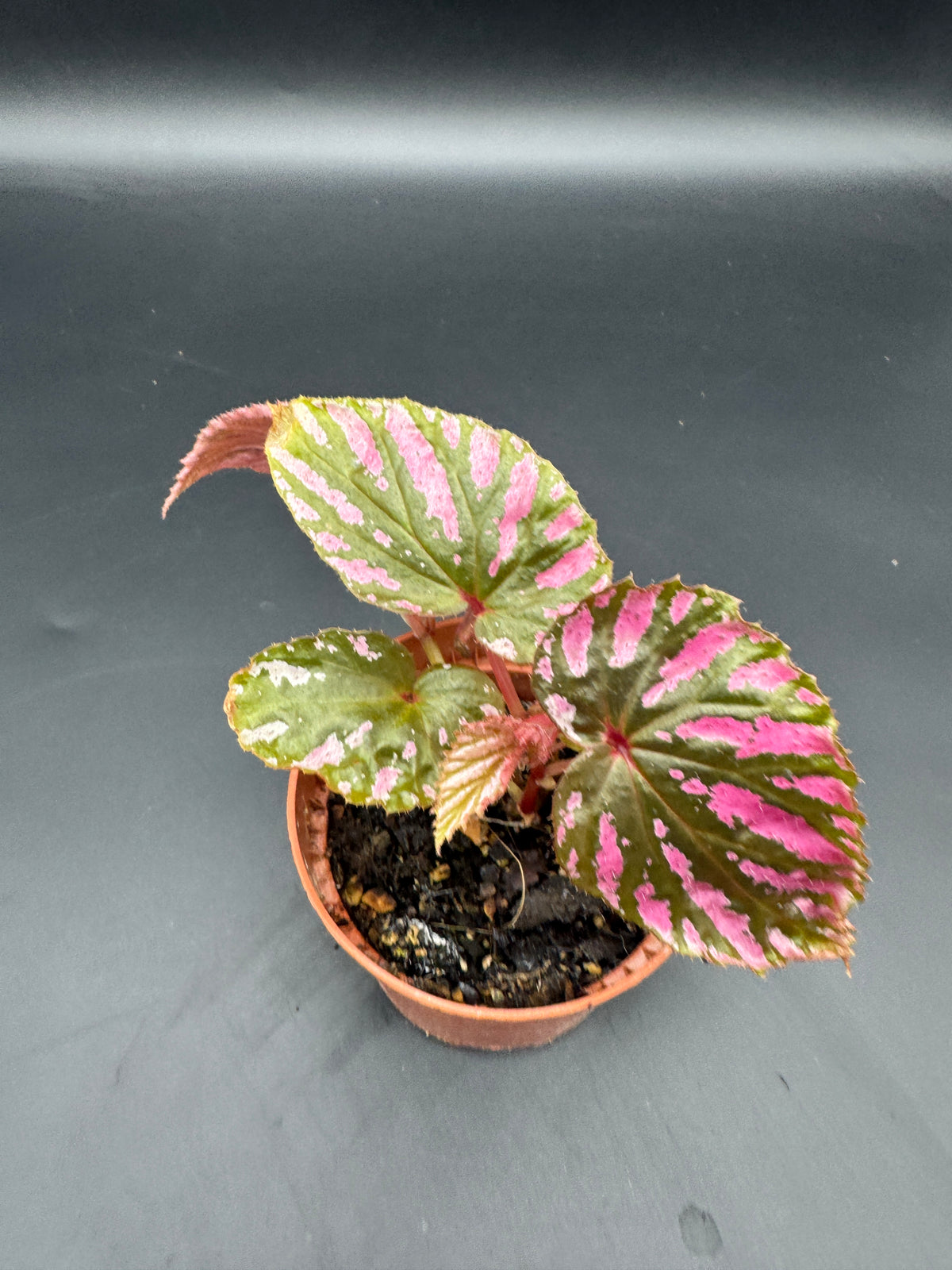 Begonia Brevirimosa