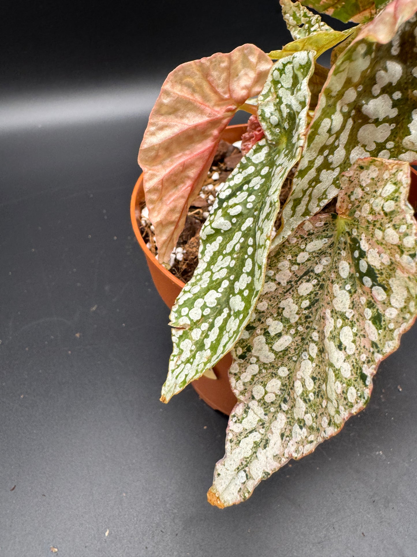 Begonia snow capped pink variegata