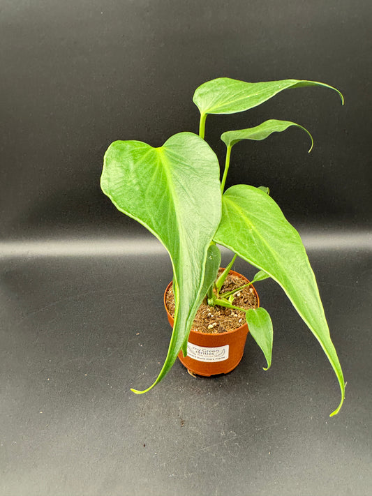 Monstera burle marx Flame