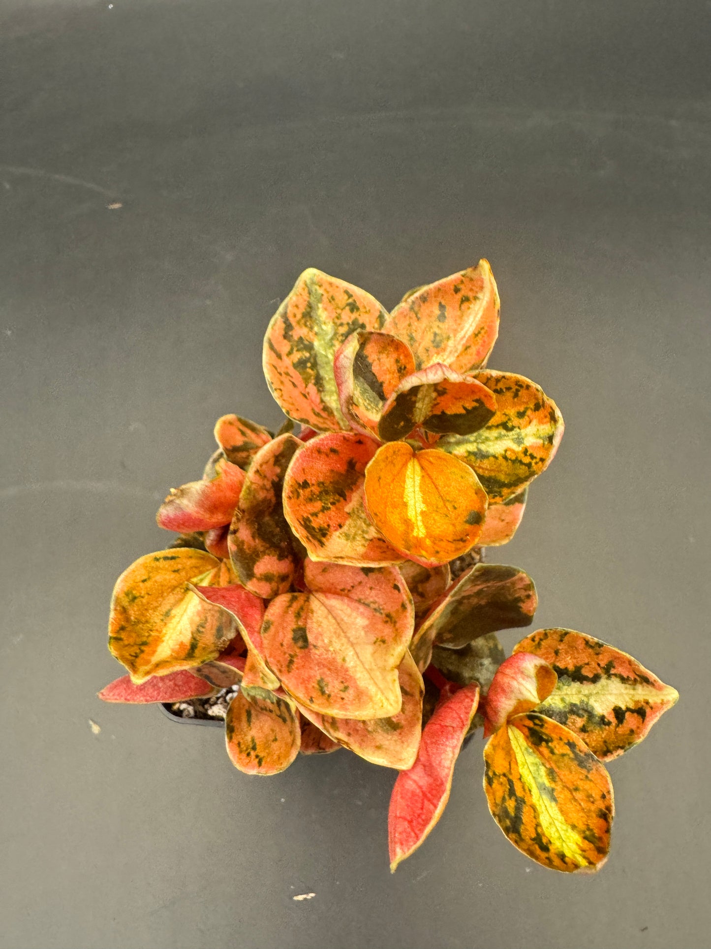 Peperomia Creme brulee