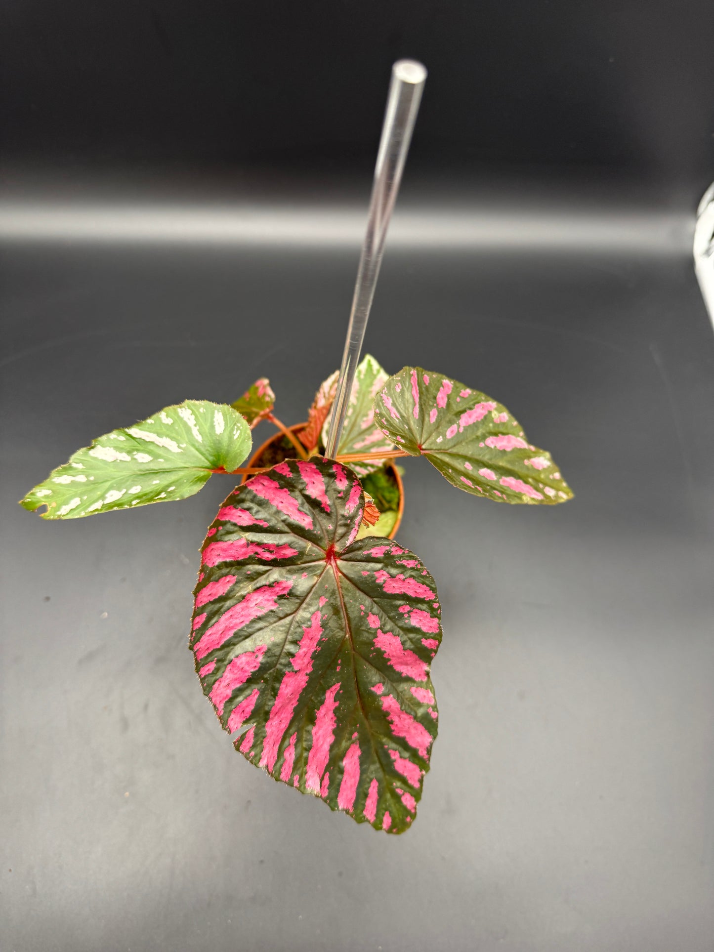 Begonia Brevisimosa