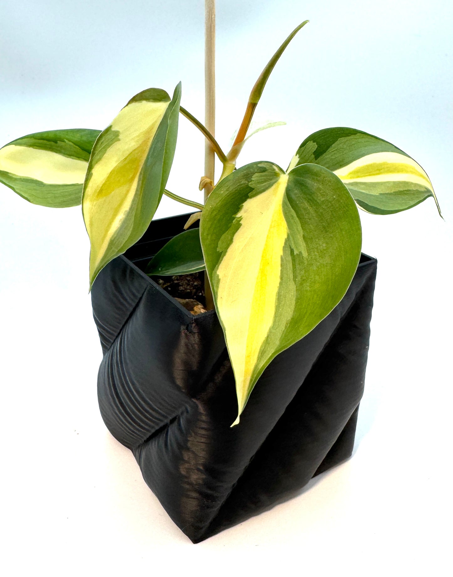 Pflanzentopf Puffer curved