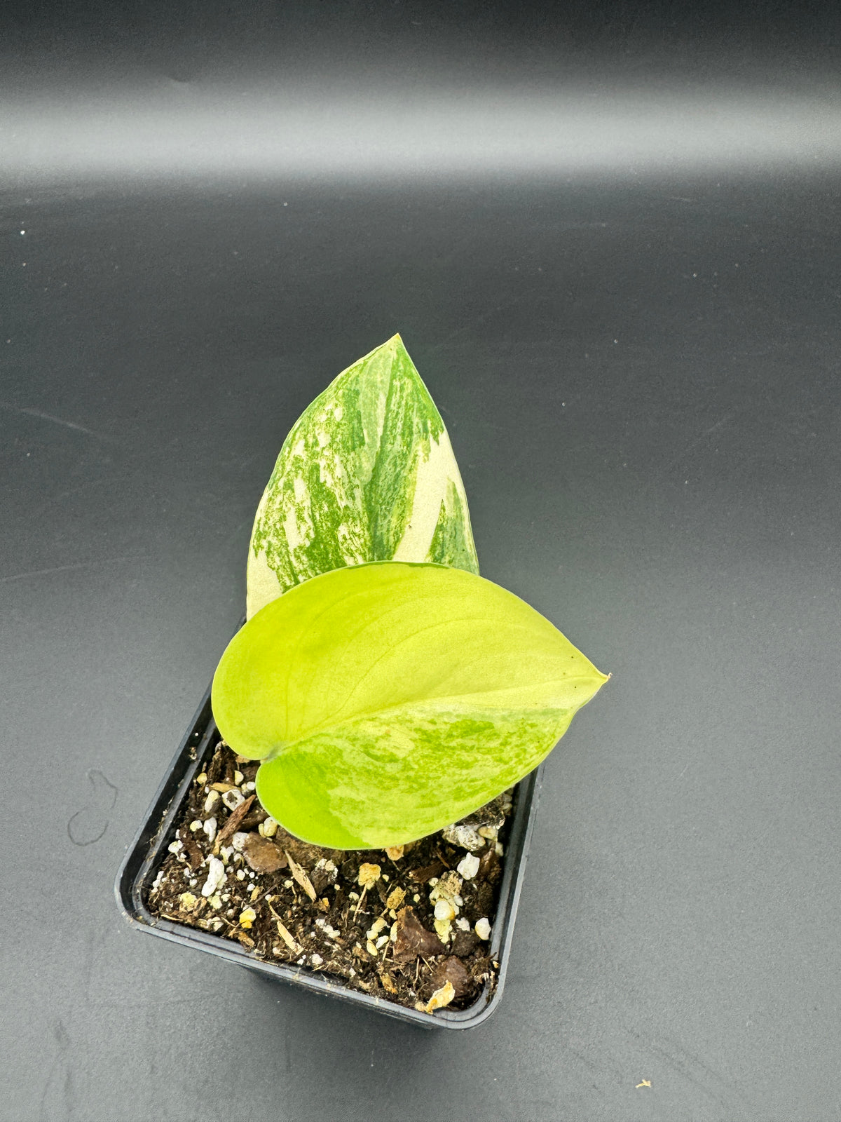 Scindapsus Jade Satin Aurea variegata