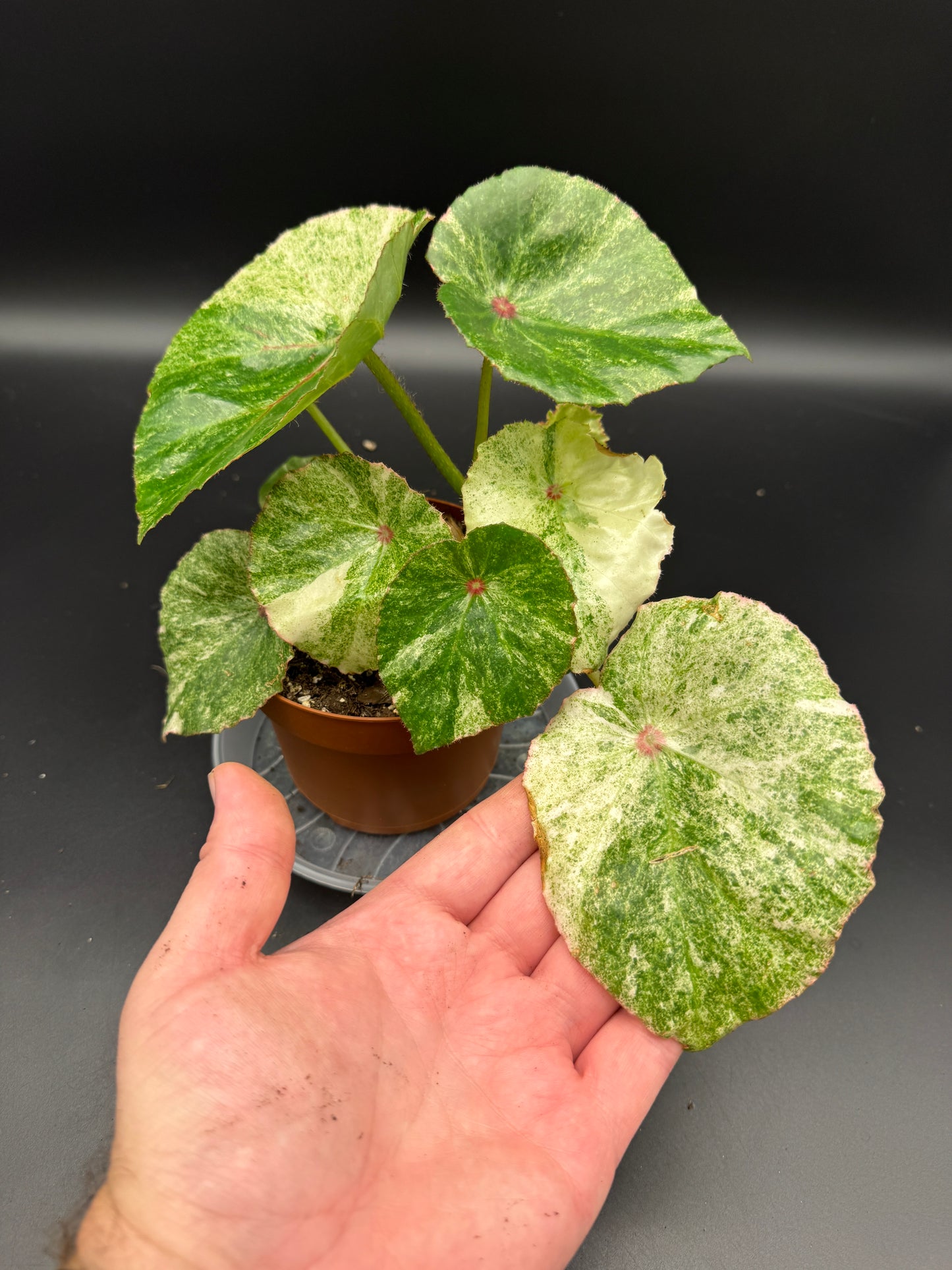 Begonia Rouge variegata