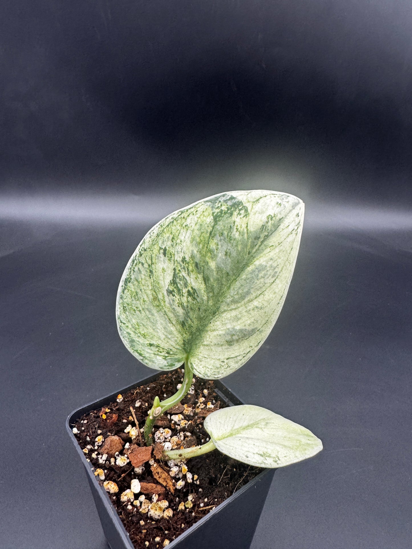 Scindapsus exotica Hologram