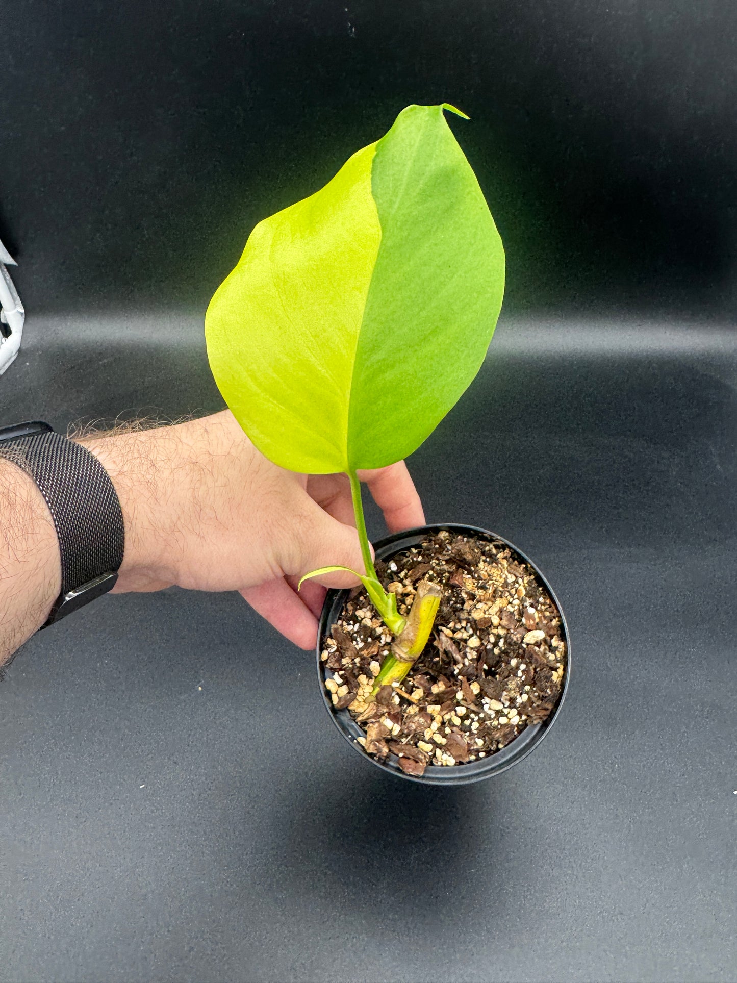 Monstera deliciosa Aurea