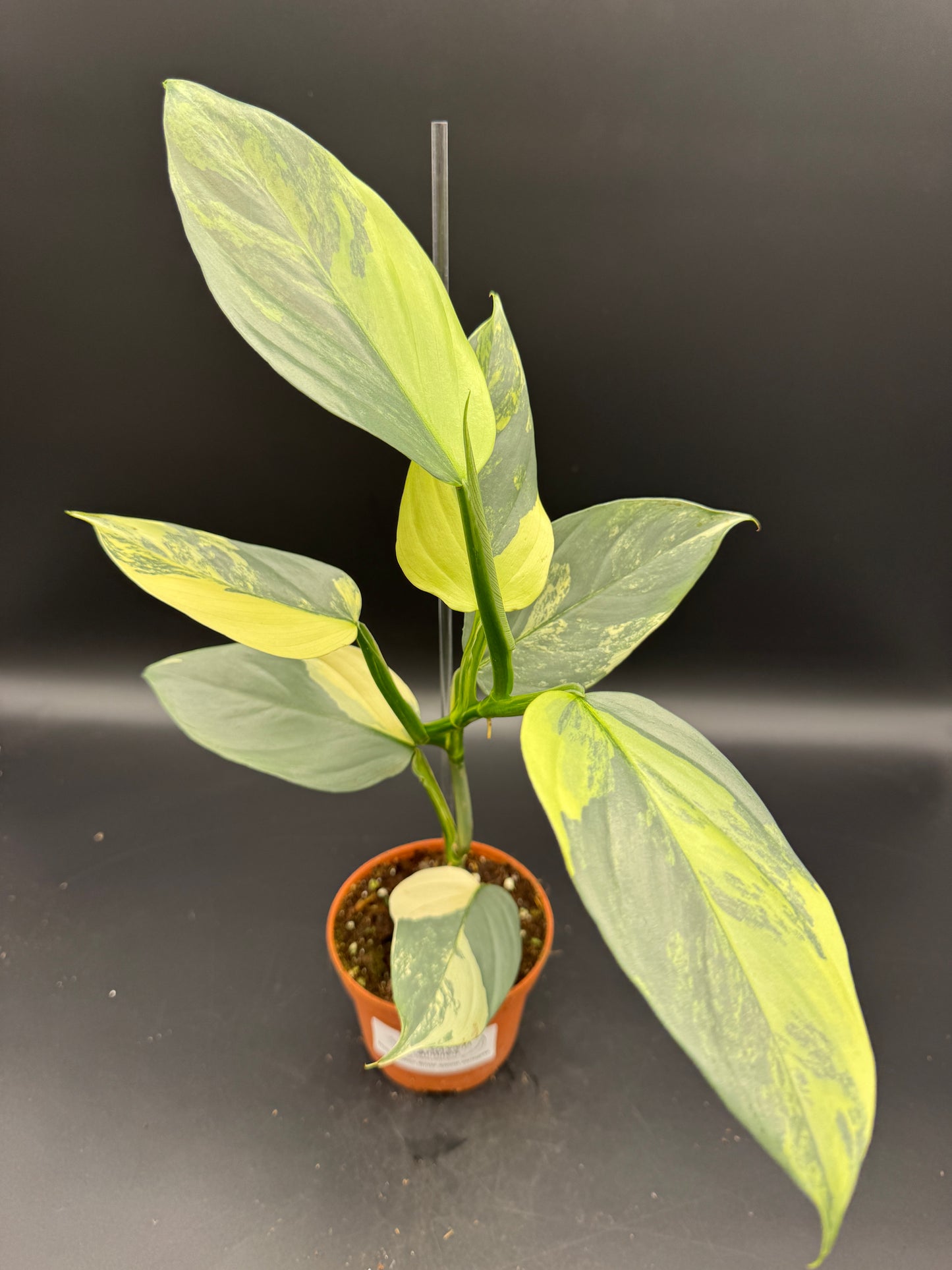 Philodendron Silver sword variegata