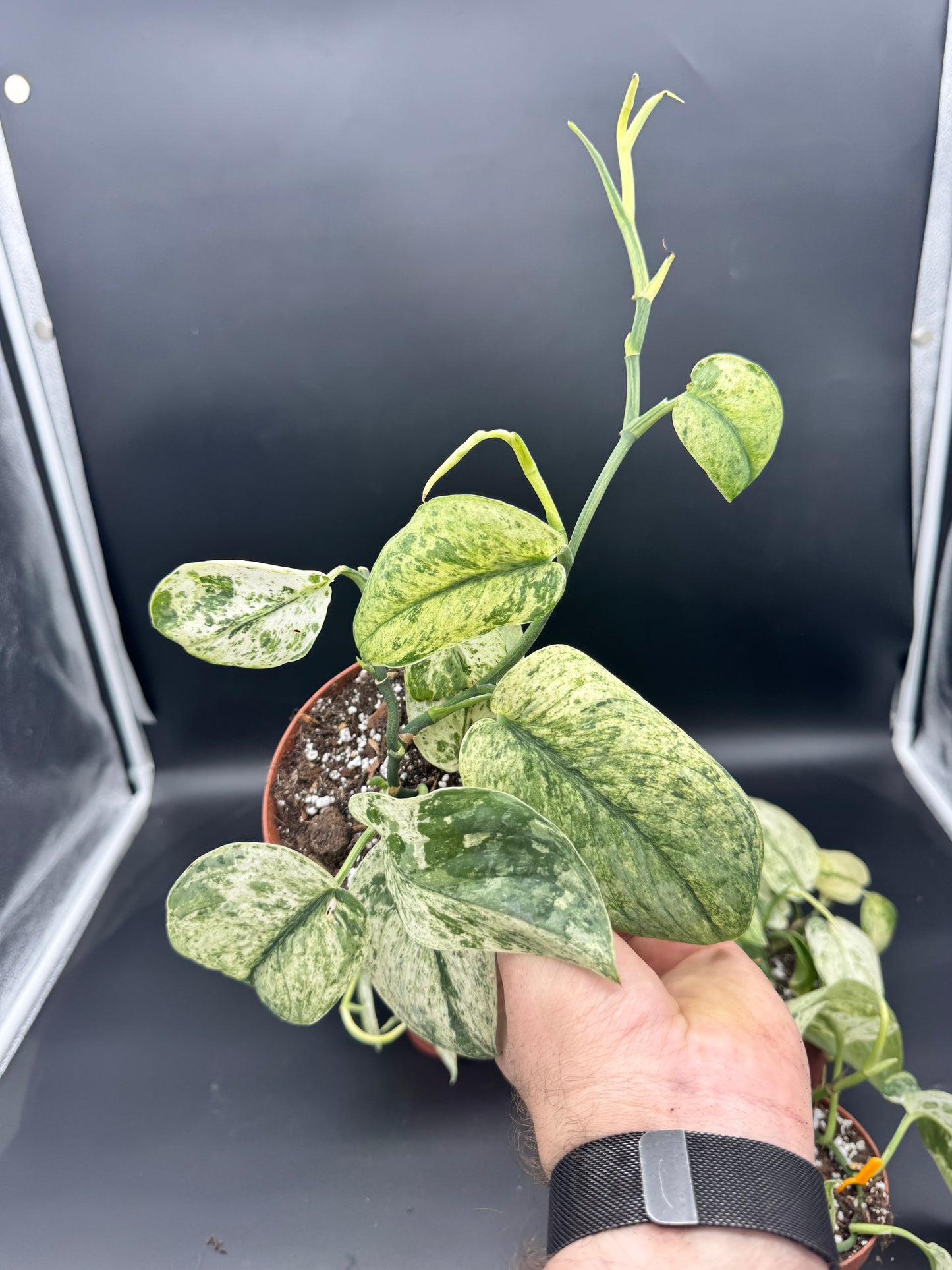 Scindapsus jade Satin Creme Brulee (XL) Sellers Choice