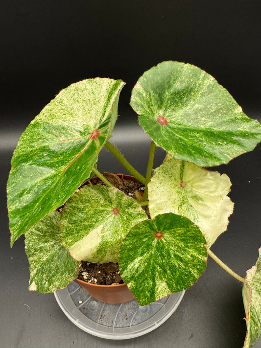 Begonia Rouge variegata