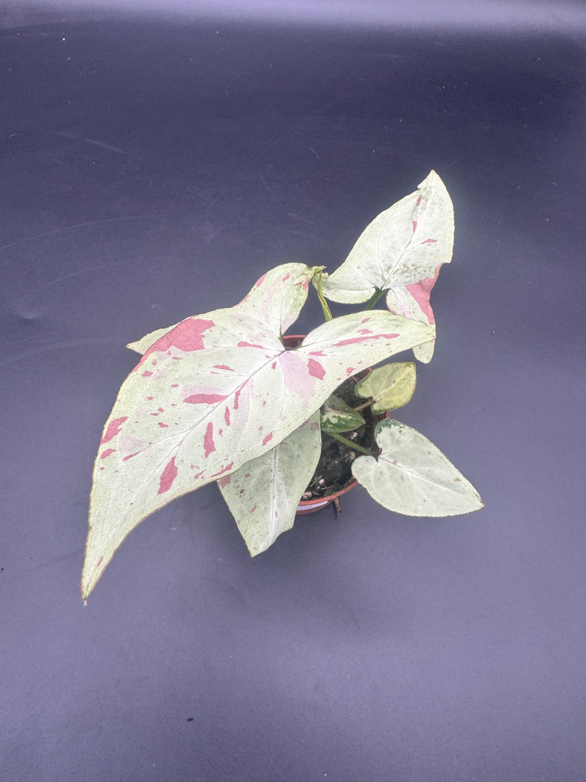 Syngonium milk confetti