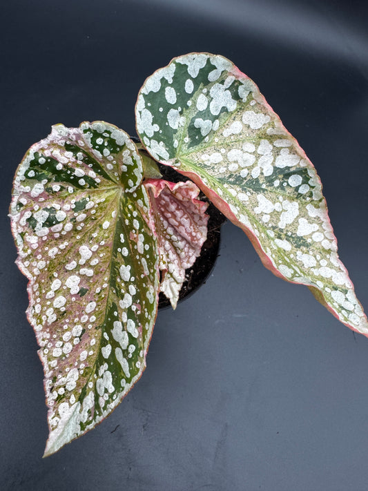 Begonia Snow capped pink variegata