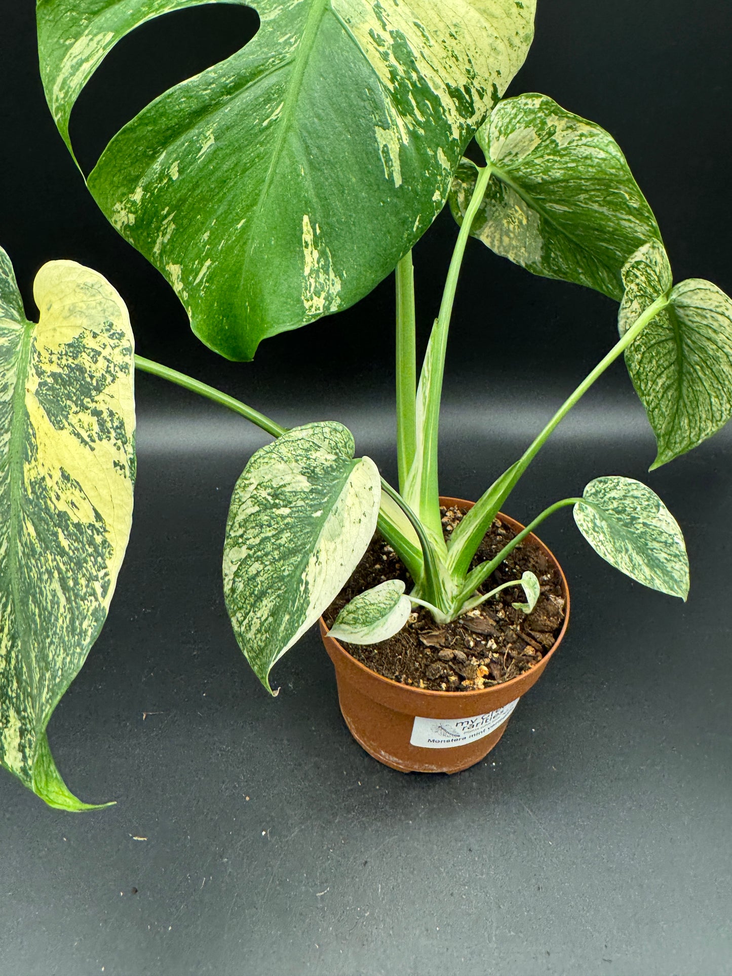 Monstera deliciosa mint variegata