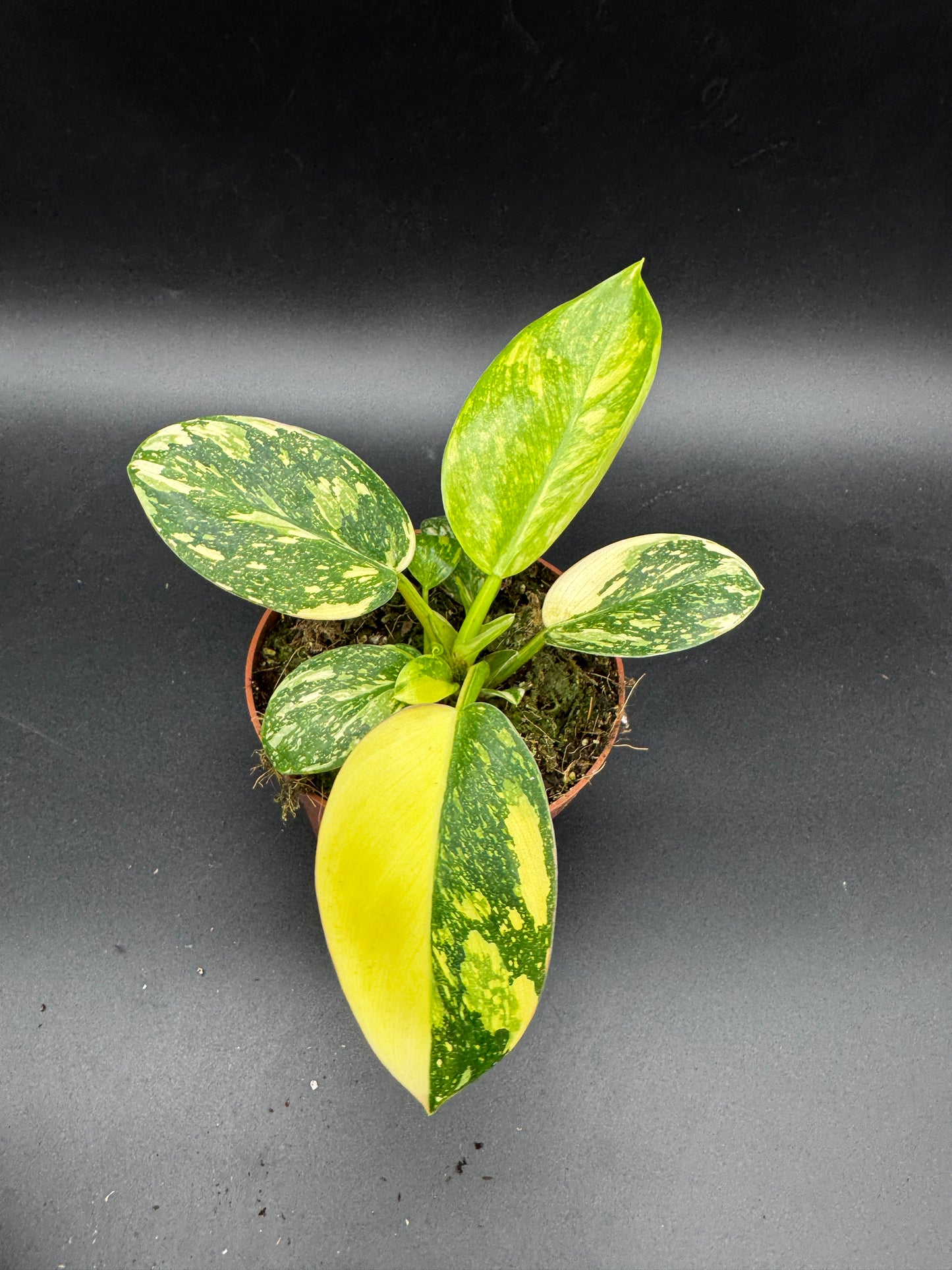 Philodendron Green Kongo variegata