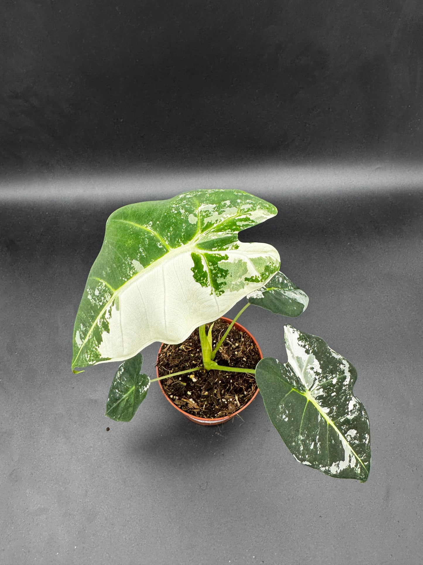 Alocasia Frydek variegata