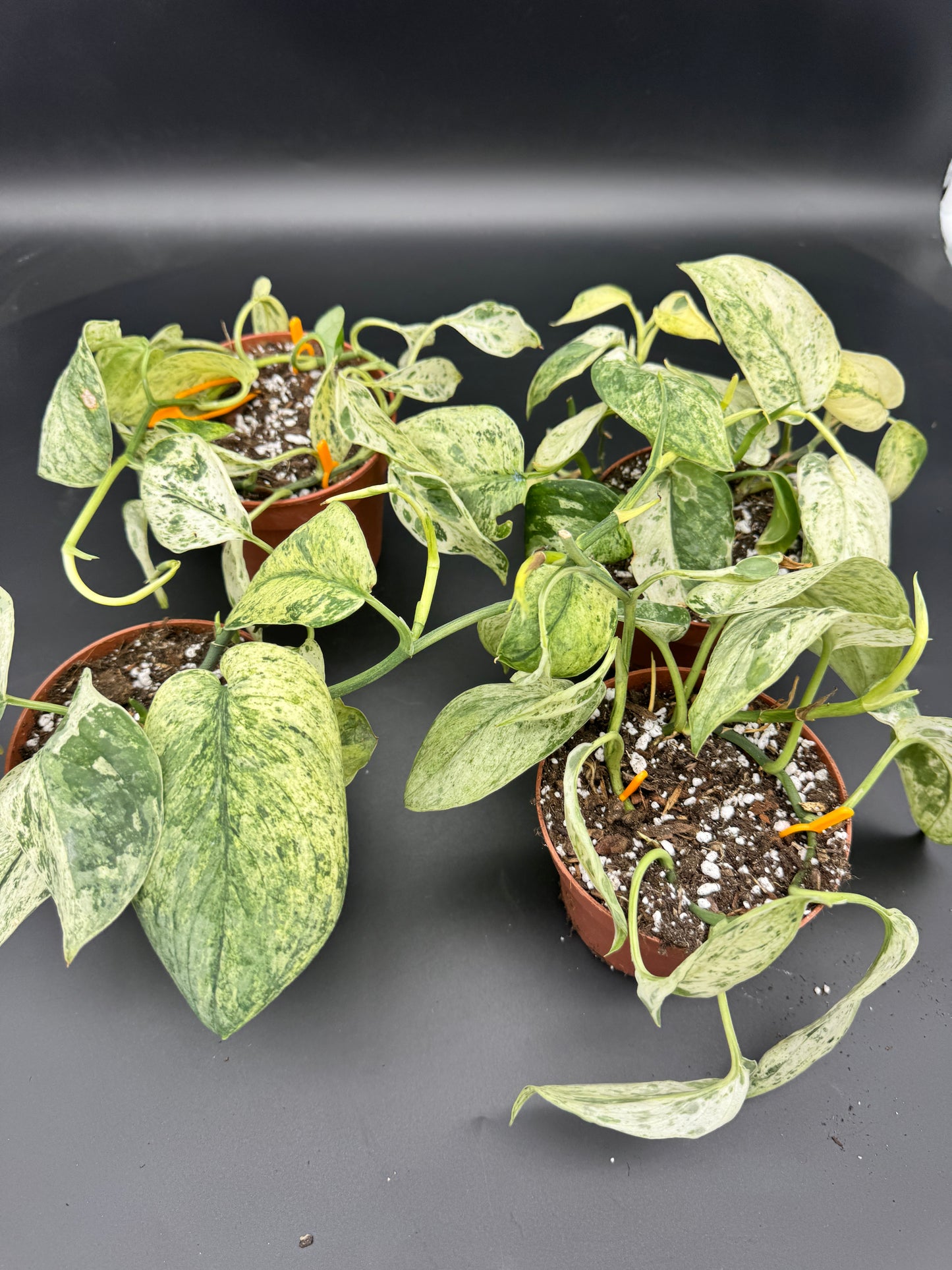 Scindapsus jade Satin Creme Brulee (XL) Sellers Choice