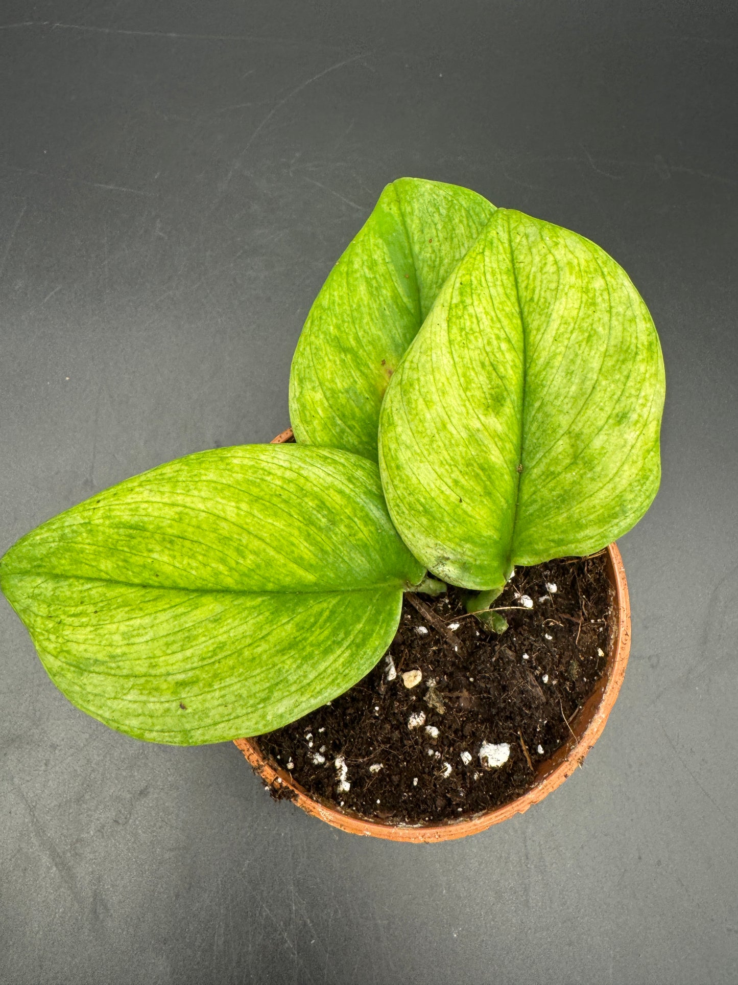 Scindapsus treubii ghost mint variegata