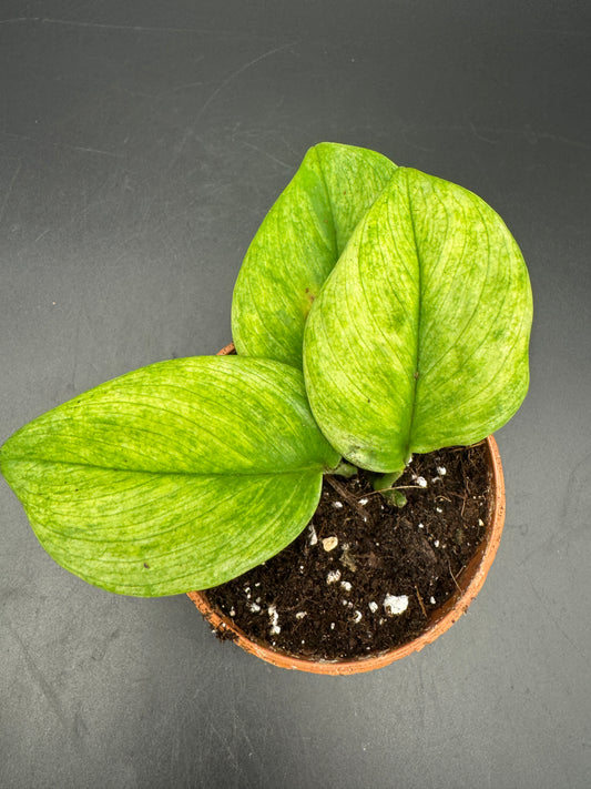 Scindapsus treubii ghost mint variegata