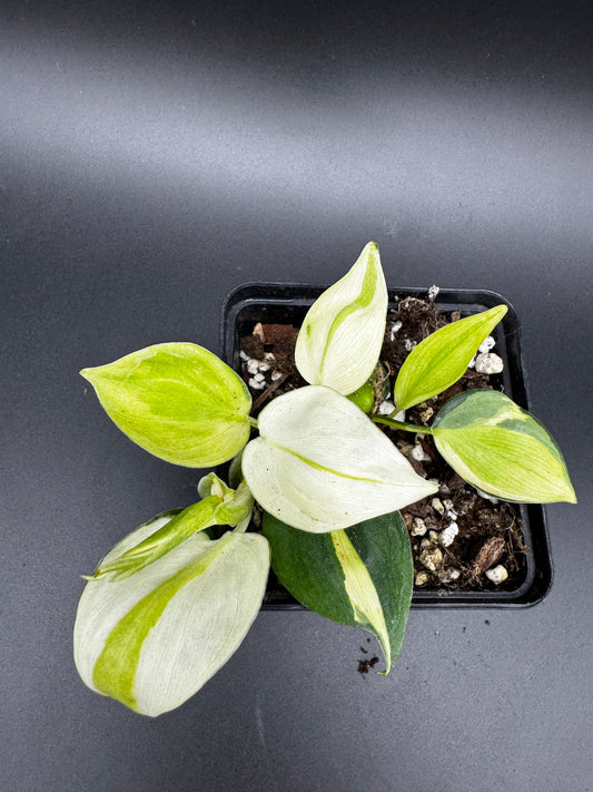 Philodendron Cream Splash