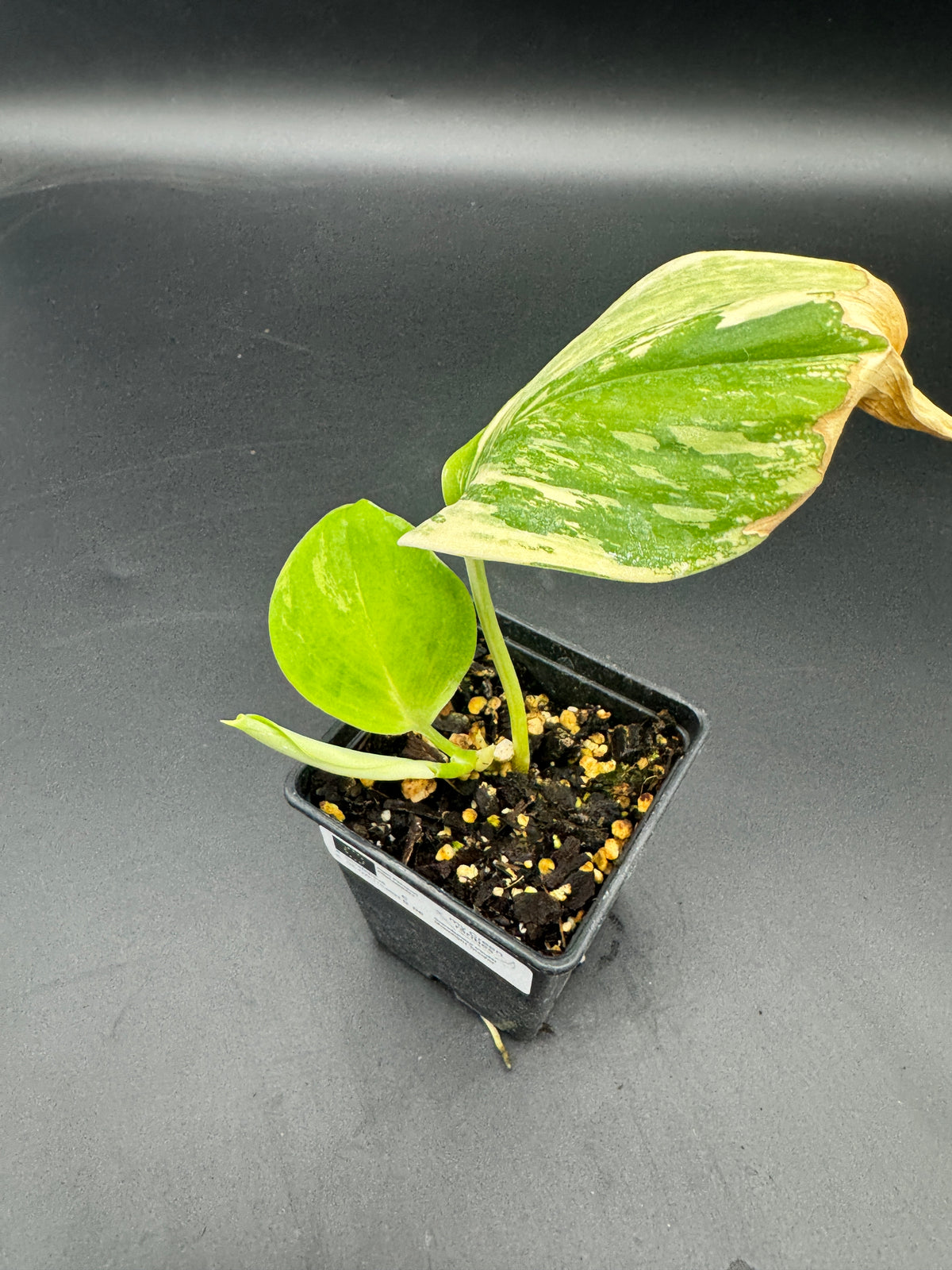 Scindapsus treubii moonlight Tricolor