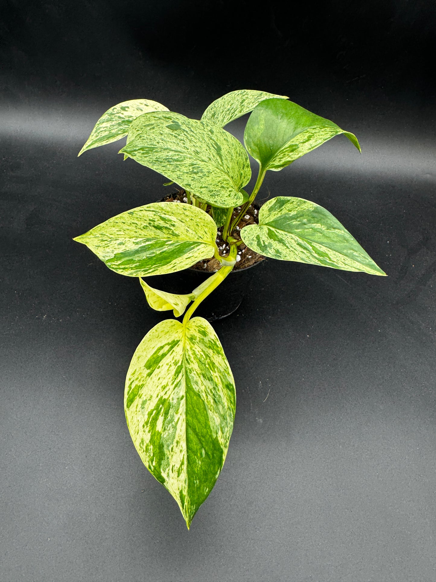 Epipremnum pinnatum Marble Queen