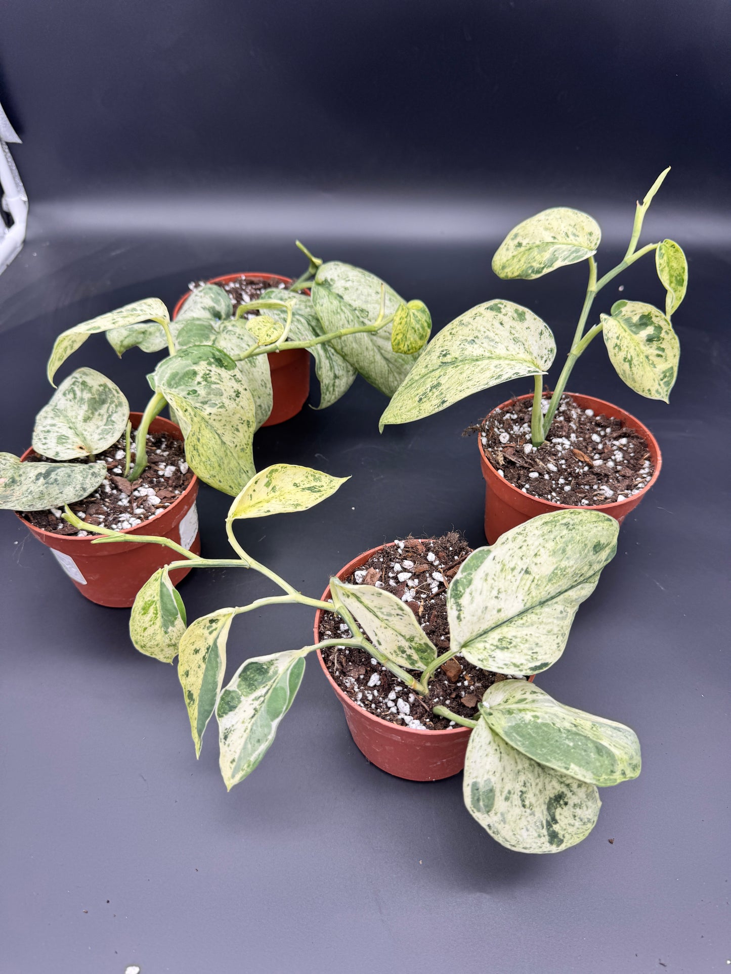 Scindapsus jade Satin Creme brulee (L) sellers Choice